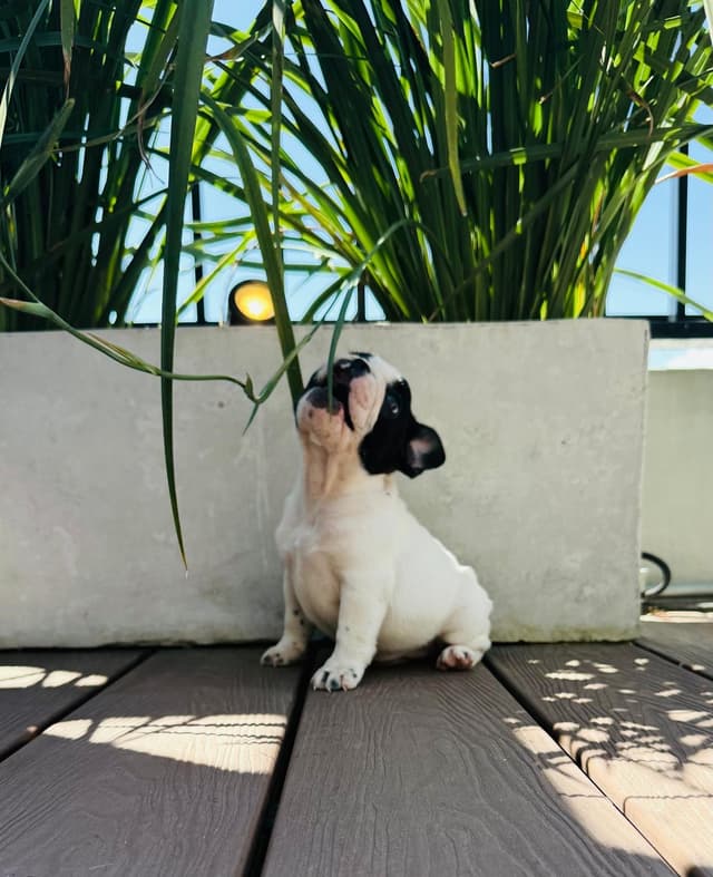 Cachorro 2 Cachorro 2