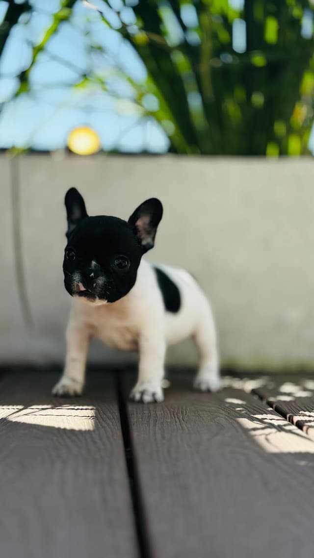 Cachorro 6 Cachorro 6