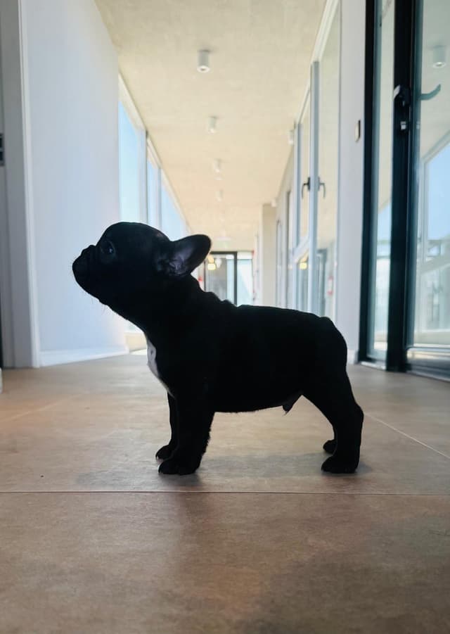 Cachorro 5 Cachorro 5