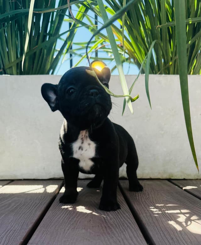 Cachorro 3 Cachorro 3