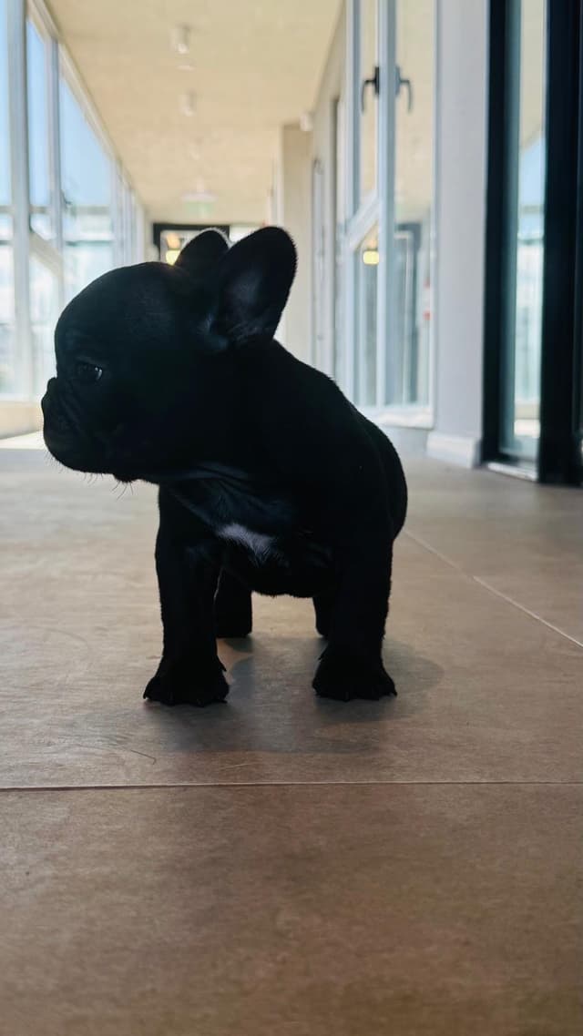 Cachorro 1 Cachorro 1