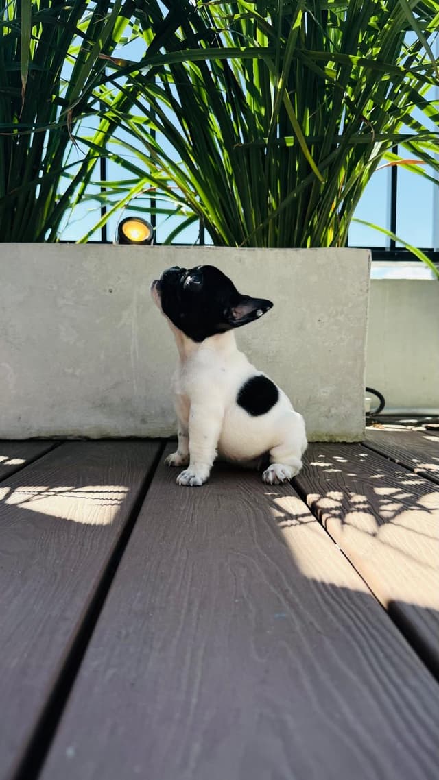 Cachorro 4 Cachorro 4