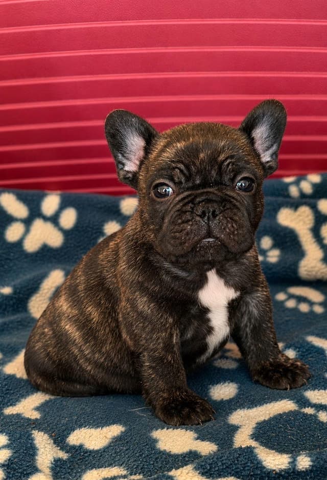Cachorro Bulldog Francés 2 - Criadero Rezenda