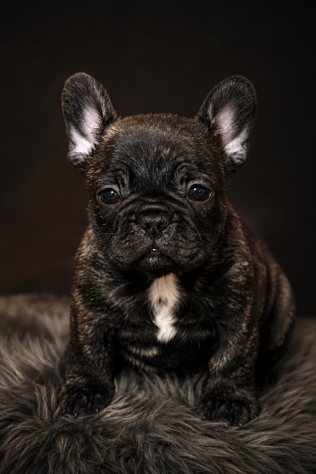 Cachorro Bulldog Francés 5 - Criadero Rezenda