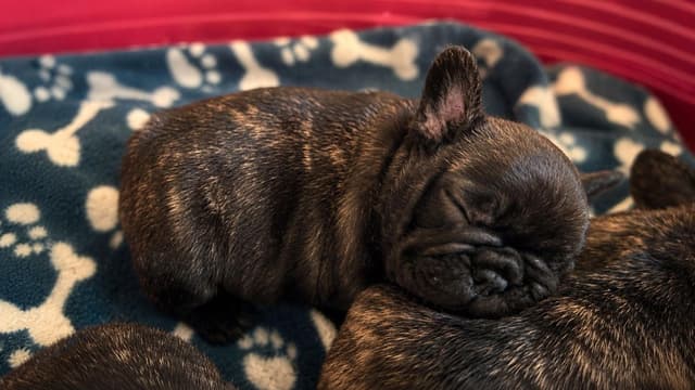 Cachorro Bulldog Francés 6 - Criadero Rezenda
