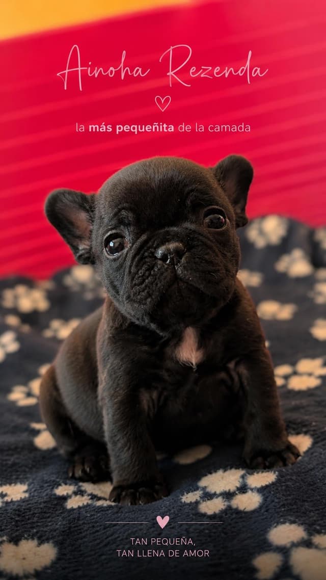 Cachorro Bulldog Francés 7 - Criadero Rezenda