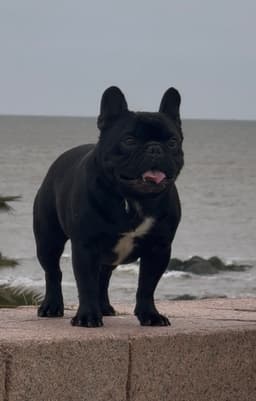 Padre: Lolo